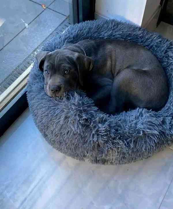 Pes a fenka cane corso s modrýma očima - foto 1