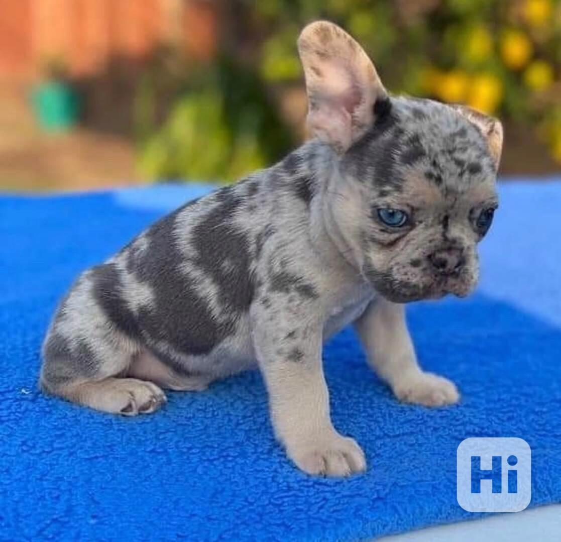 ato rozkošná štěňátka francouzského buldočka – - foto 1