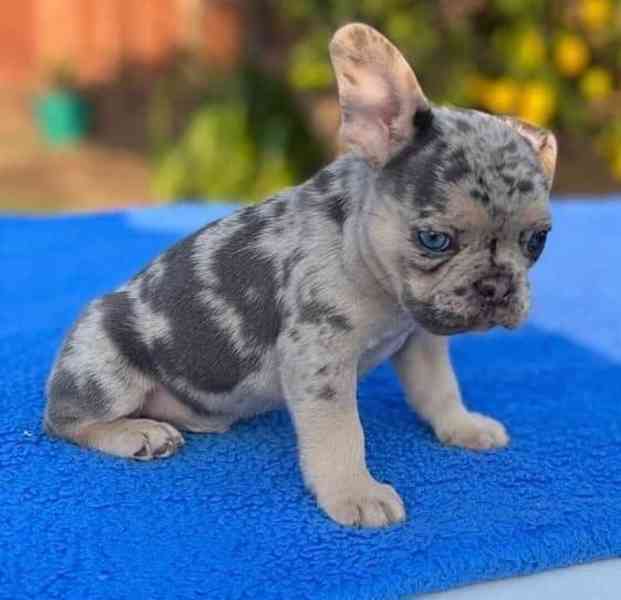 ato rozkošná štěňátka francouzského buldočka –