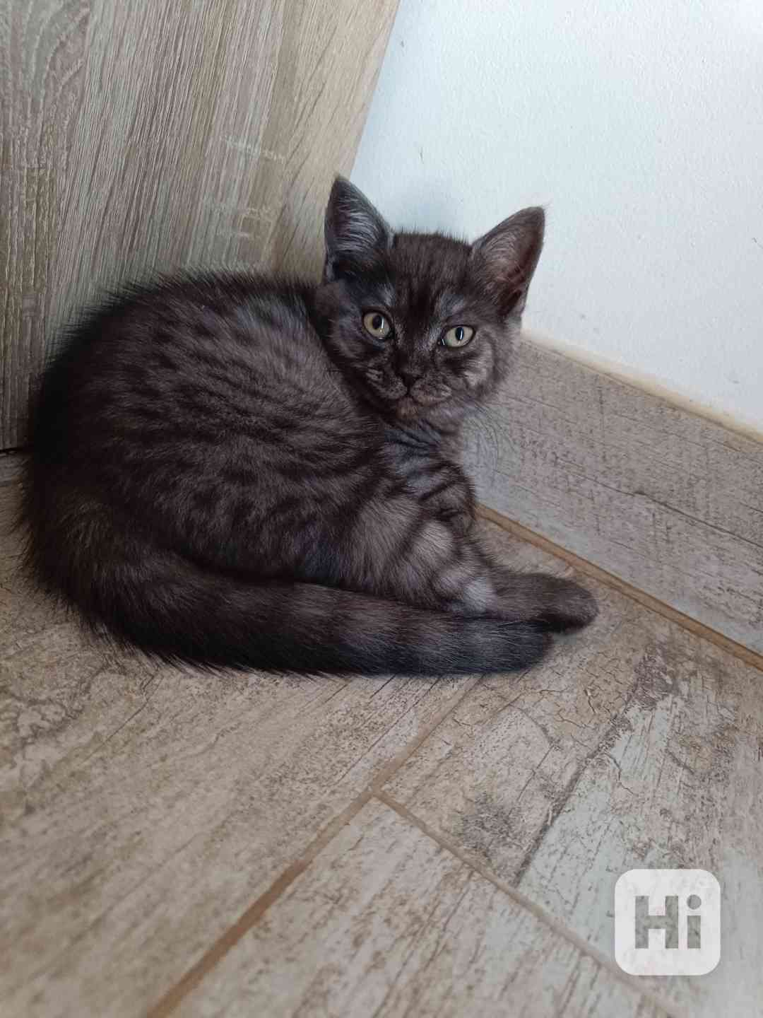 Koťátka - foto 1