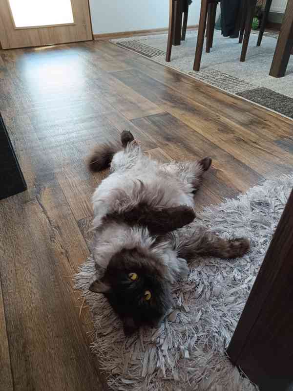 Koťátka - foto 6