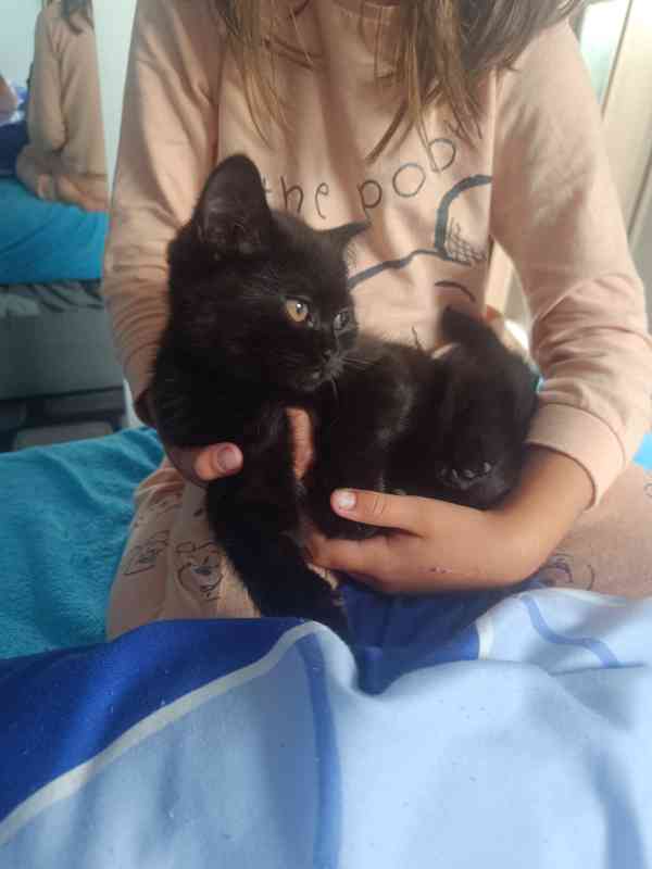 Koťátko  - foto 9