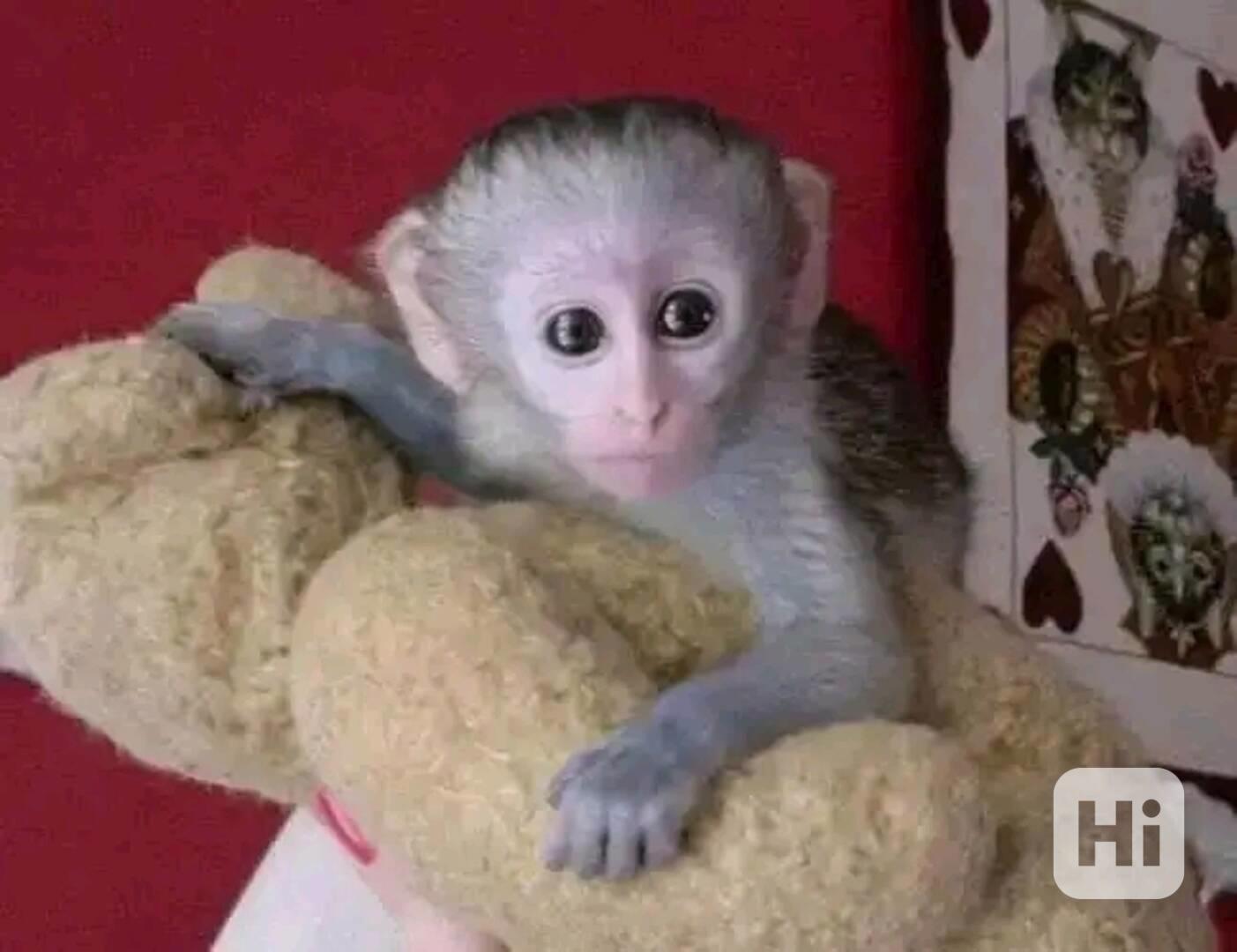  Klidné a roztomilé kapucínské opice - foto 1