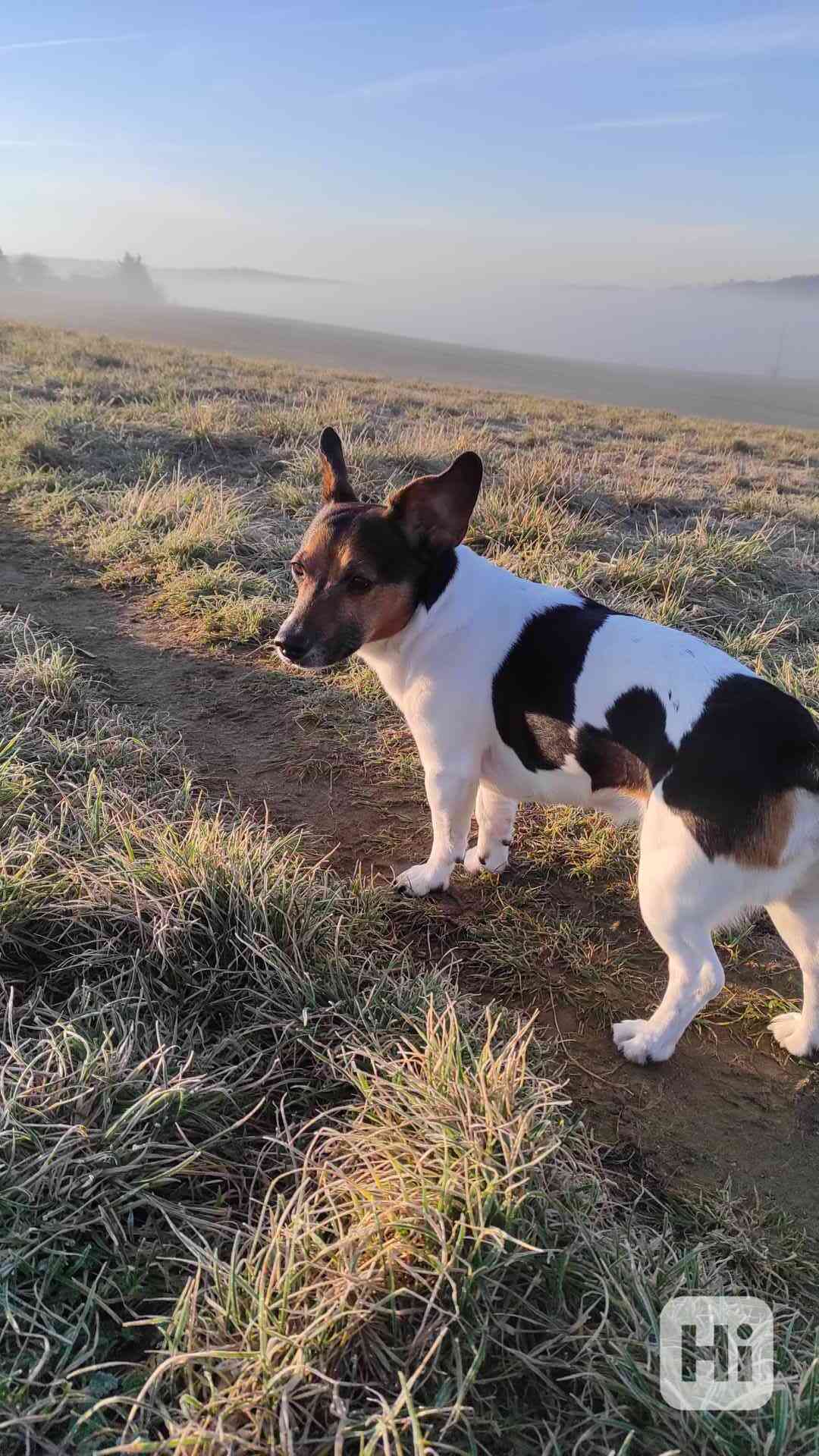 Krytí Jack Russell - foto 1