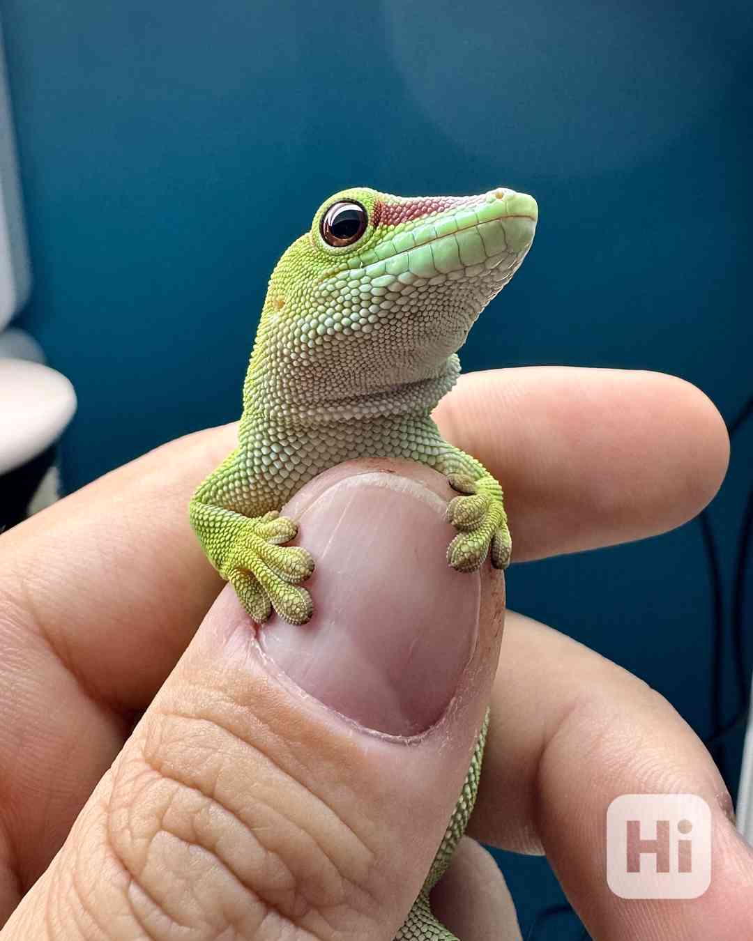 Phelsuma madagascariensis grandis - samice - foto 1