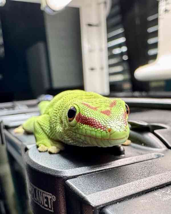 Phelsuma madagascariensis grandis - samice - foto 3