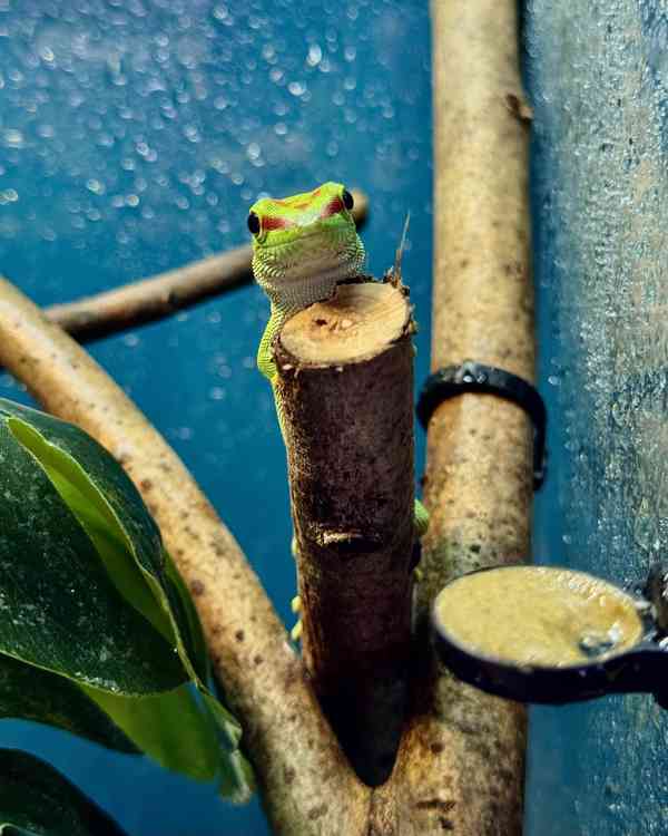 Phelsuma madagascariensis grandis - samice - foto 4
