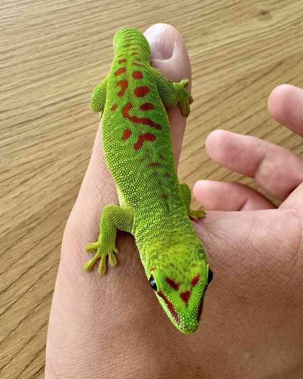 Phelsuma madagascariensis grandis - samice - foto 2