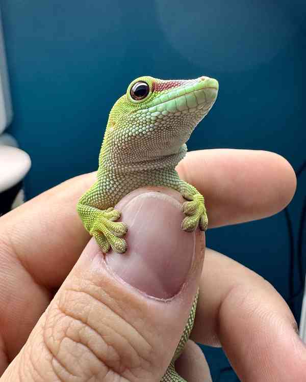 Phelsuma madagascariensis grandis - samice - foto 1