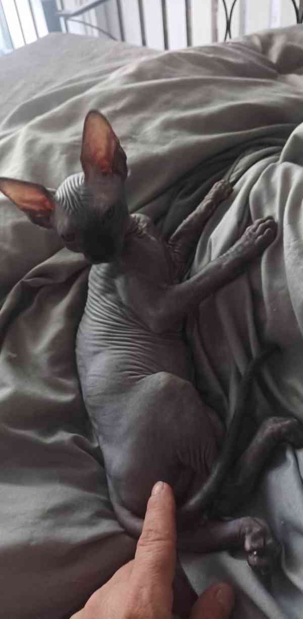 Sphynx kotě - foto 3