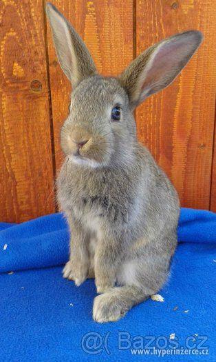 Sportovní králík - králičí hop !! - foto 2