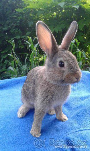 Sportovní králík - králičí hop !! - foto 3