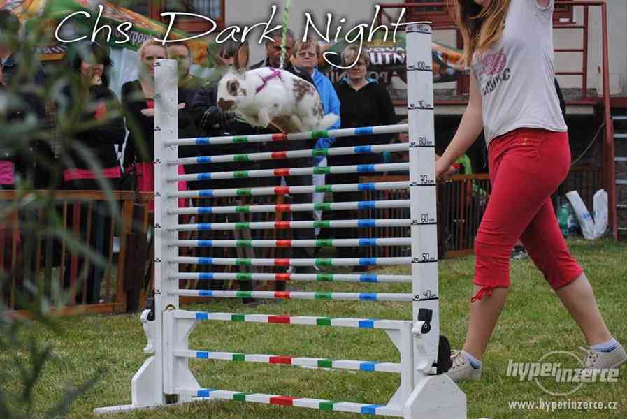 Sportovní králík - králičí hop !! - foto 4