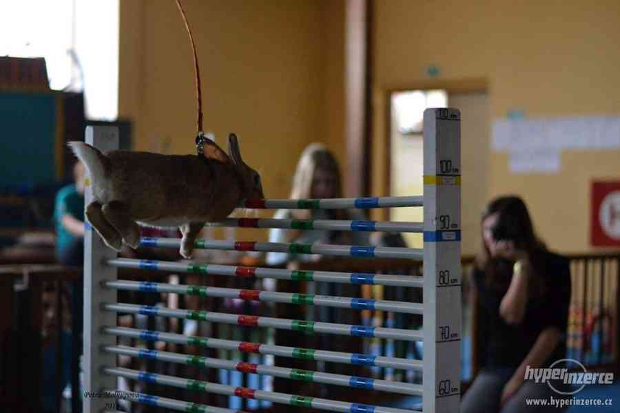 Sportovní králík - králičí hop !! - foto 5