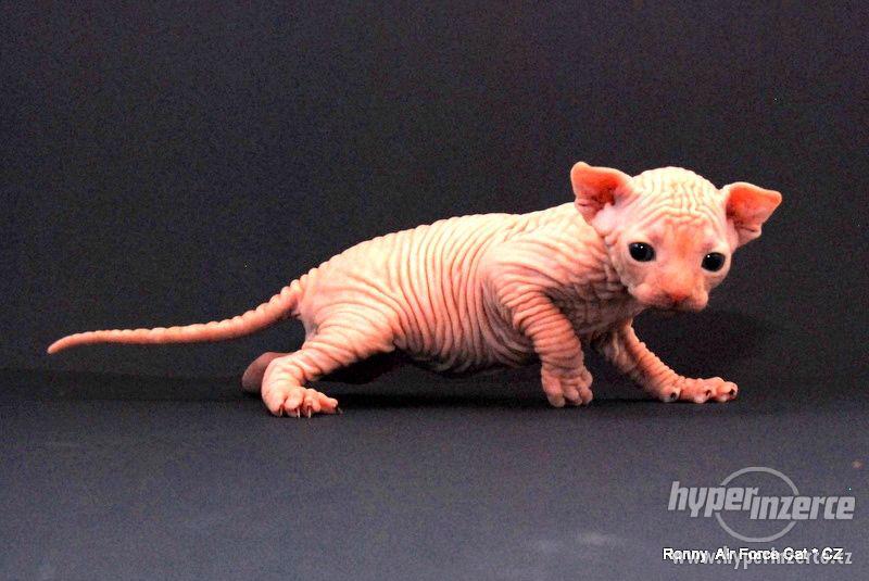 Kotě - Kanadský sphynx s PP - foto 1