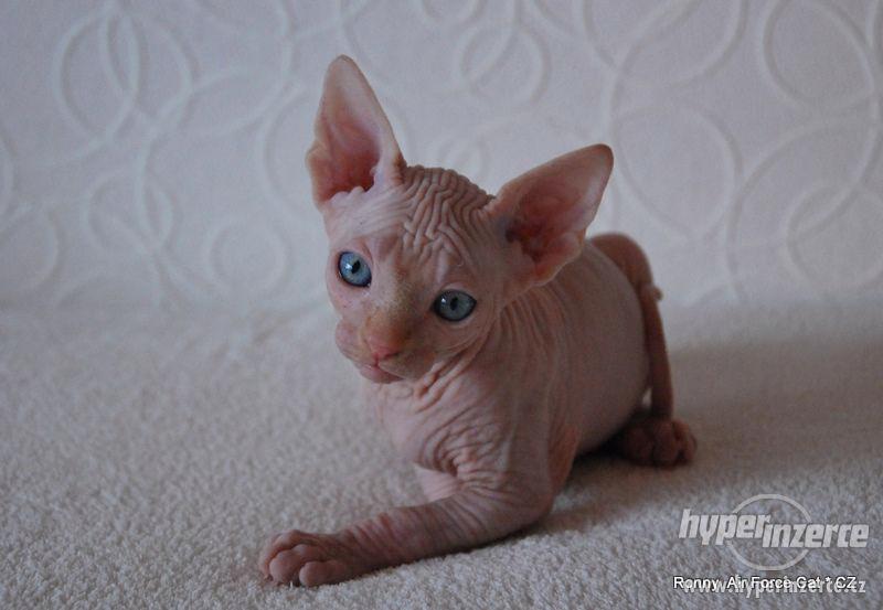 Kotě - Kanadský sphynx s PP - foto 2