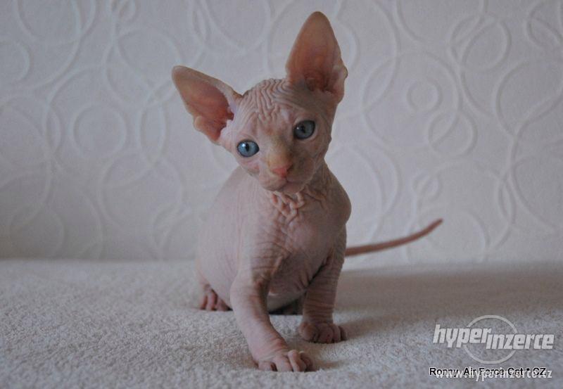 Kotě - Kanadský sphynx s PP - foto 3