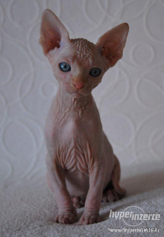 Kotě - Kanadský sphynx s PP - foto 4