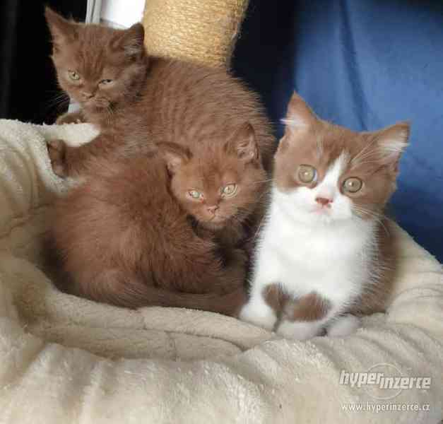 Kvalitní britská kočka koťata - foto 2