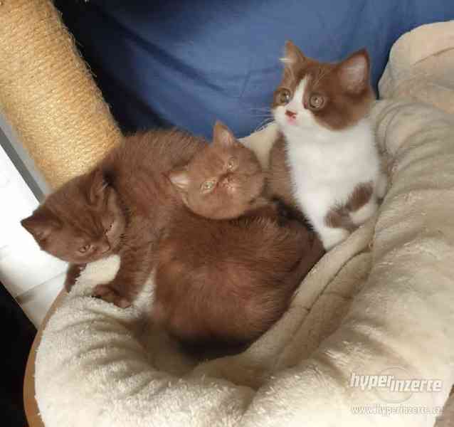 Kvalitní britská kočka koťata - foto 3