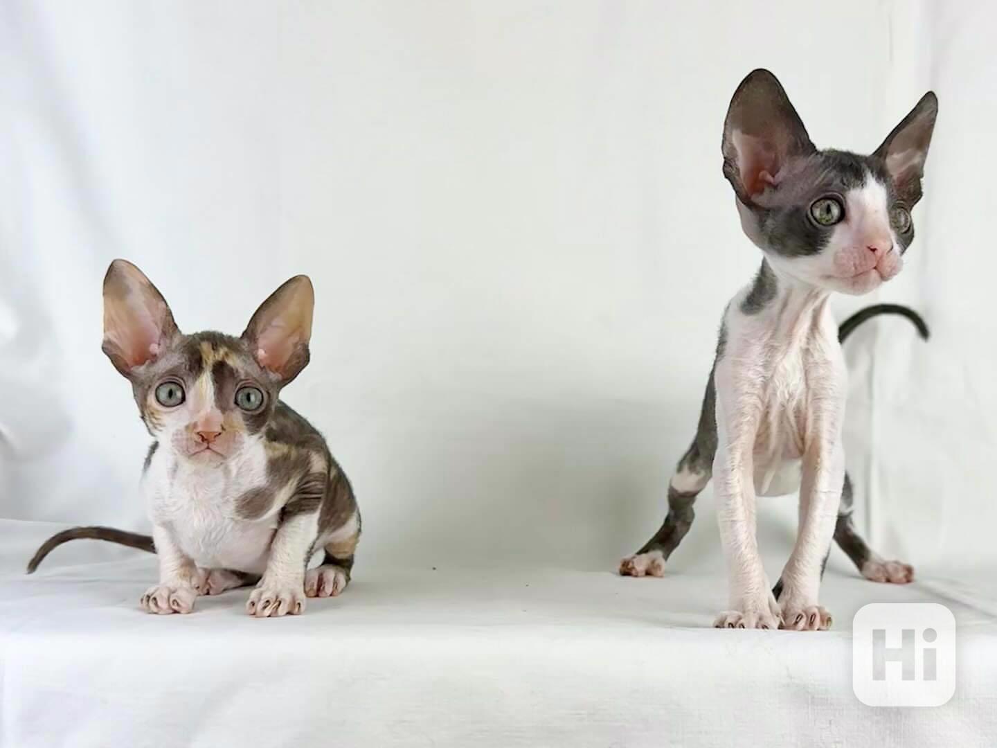 ✨ Nádherné kotě Cornish Rex na prodej - foto 1