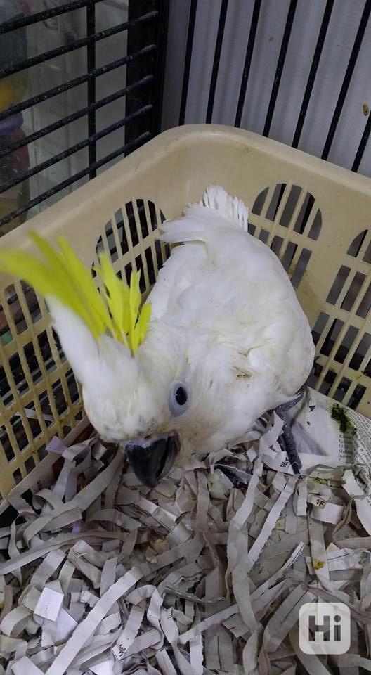 Mláďata papoušků kakadu k dispozici - foto 1