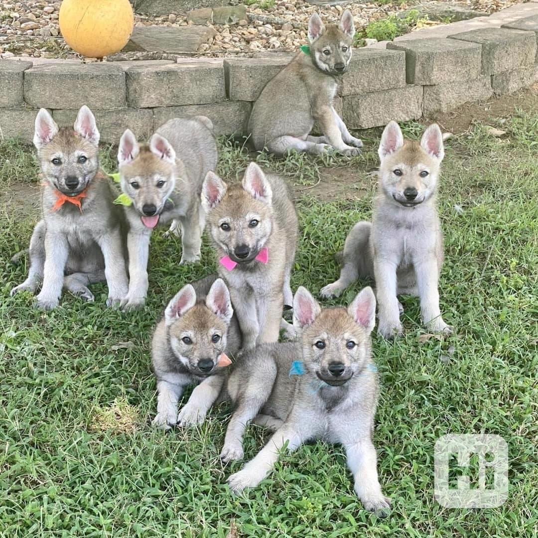 Československý vlčák k adopci - foto 1