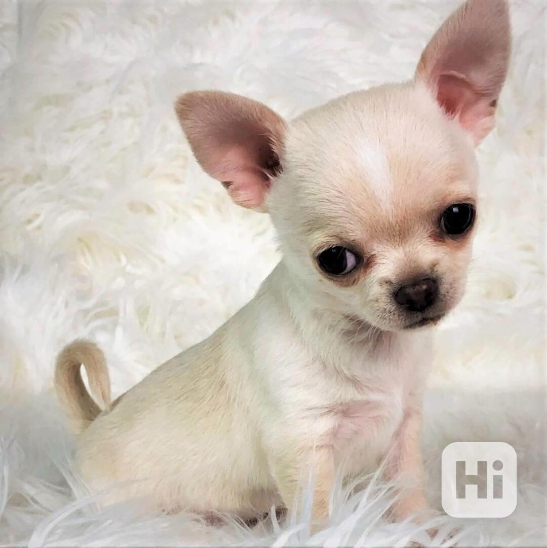 Čivava s PP pejsek - foto 1