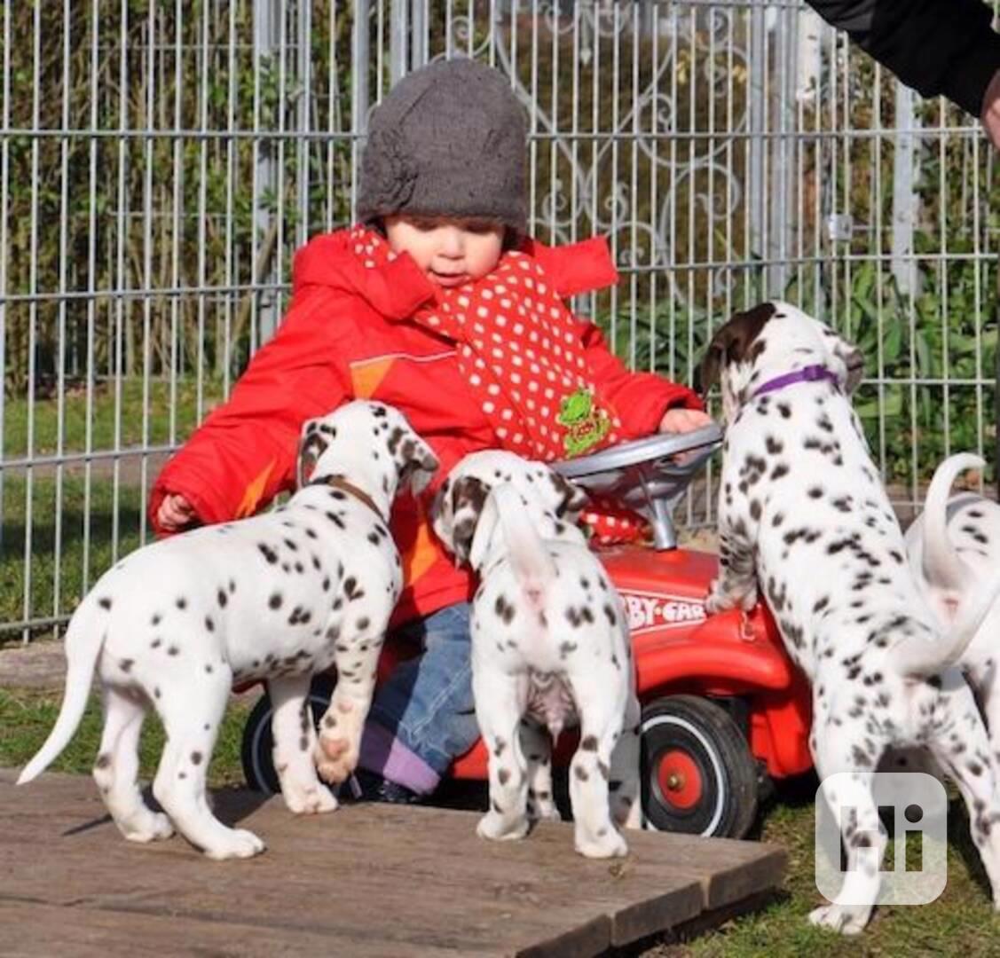 Krásní, vynikající štěňata dalmatinů, kluk a fenka - foto 1