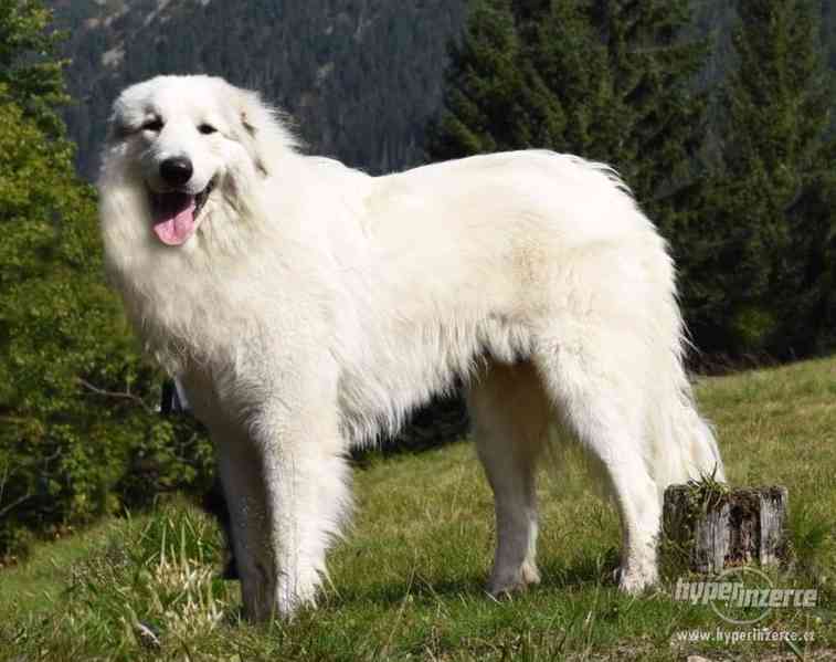 Pyrenejský horský pes - foto 2