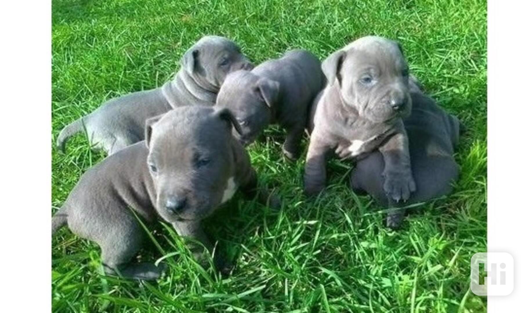 Štěňata pitbula s pp - foto 1