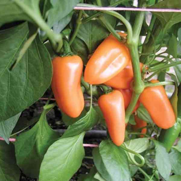 Paprika Hamík - semena - foto 1