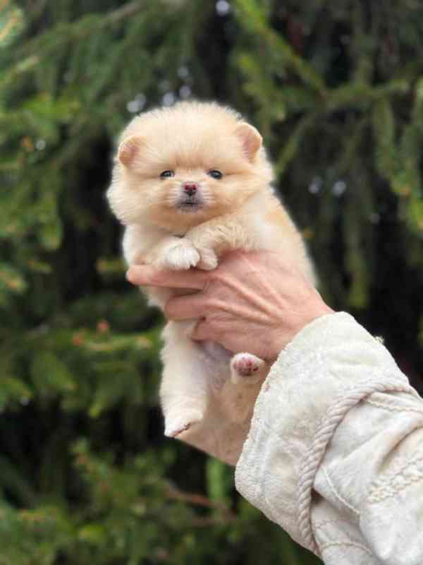 Čistokrevná štěňata pomeraniana. - foto 3