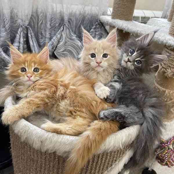 Mainská mývalí koťata - plný rodokmen