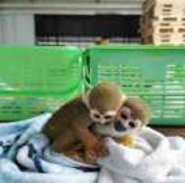 Rozkošná veverčí opička, kontaktujte nás - foto 1