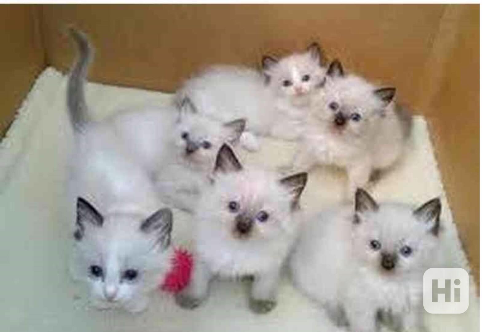 Koťata plemene Ragdoll na prodej - foto 1