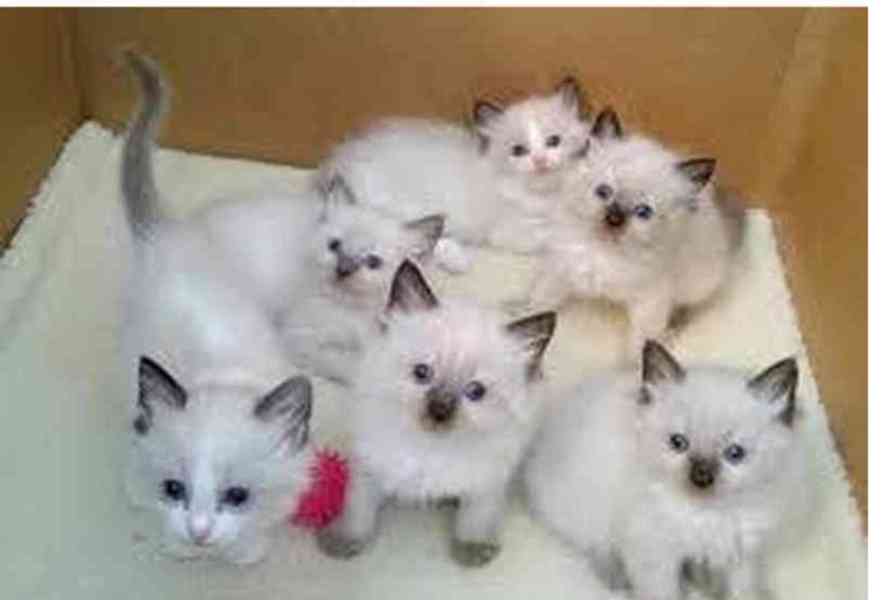 Koťata plemene Ragdoll na prodej - foto 1