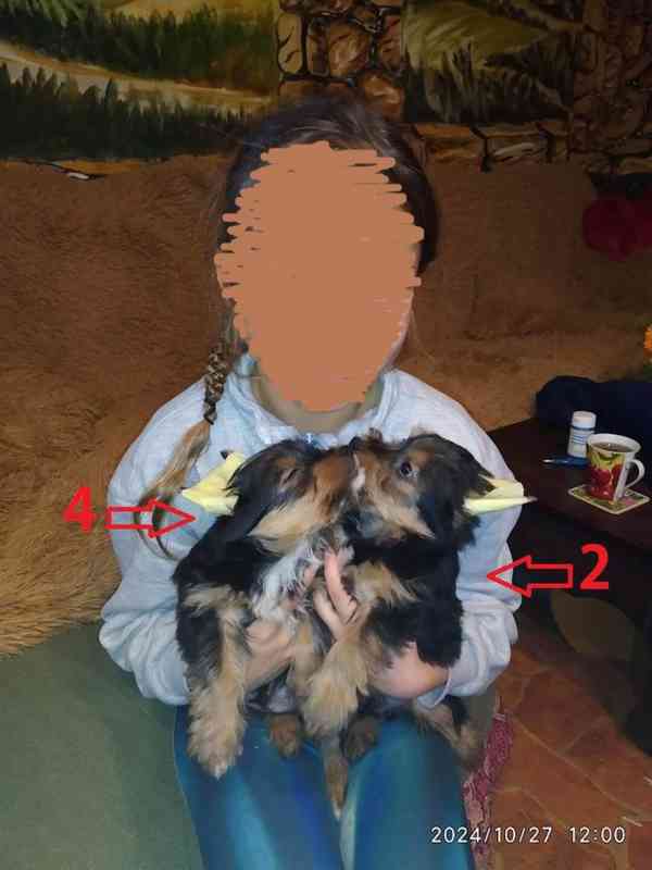 Biewer Yorkshire Terrier a Spaltbiewer F3 - foto 15