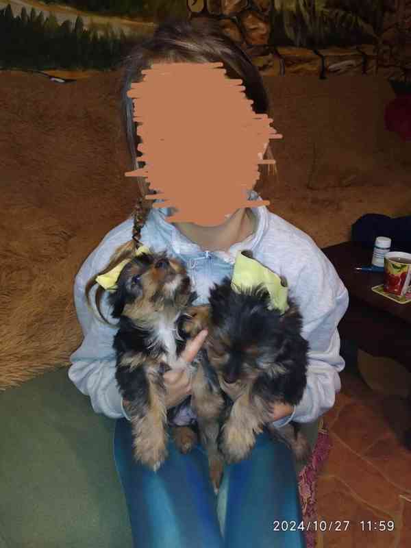 Biewer Yorkshire Terrier a Spaltbiewer F3 - foto 14