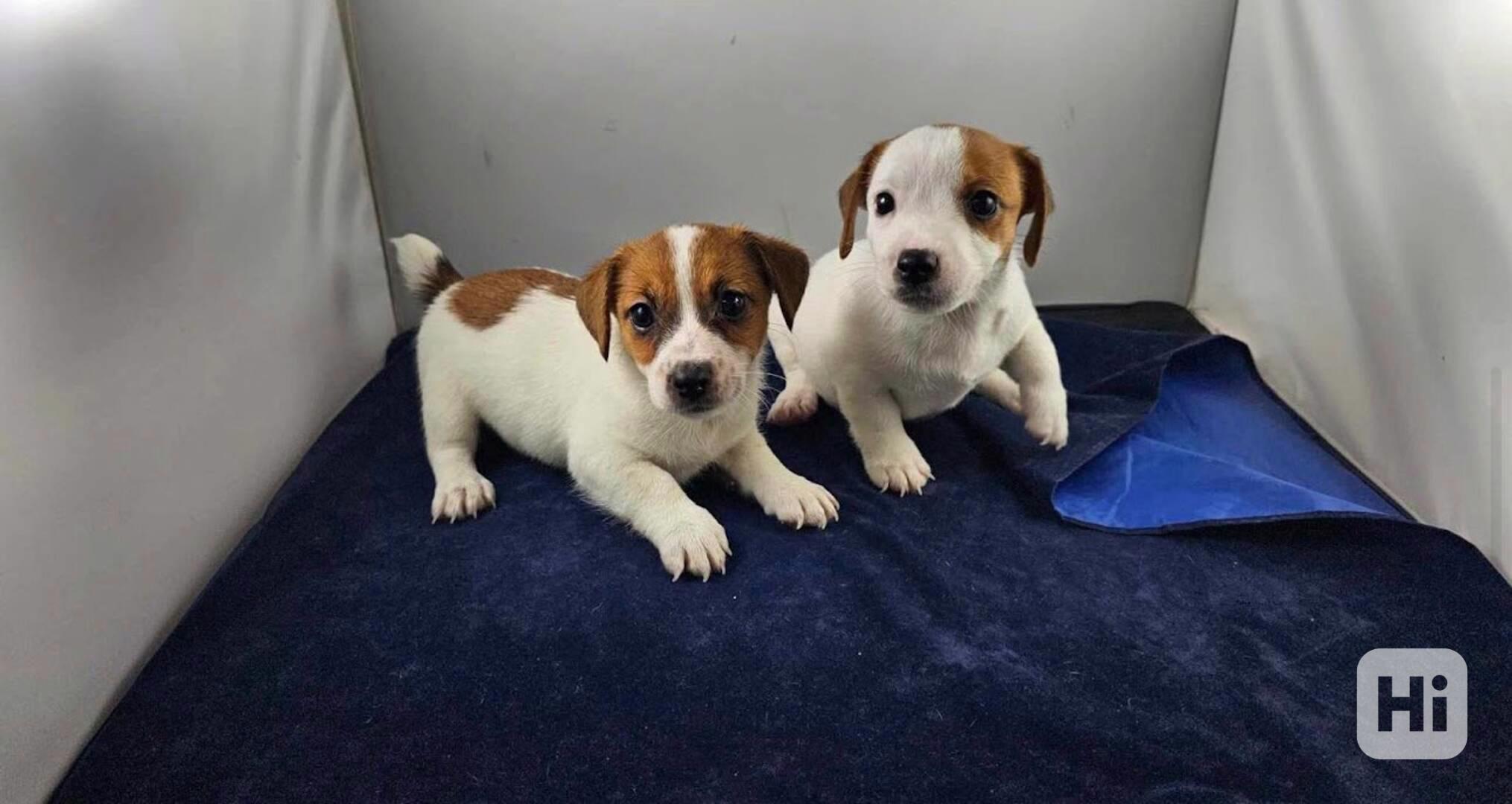 Zdravá štěňata Jack Rusell k adopci. - foto 1