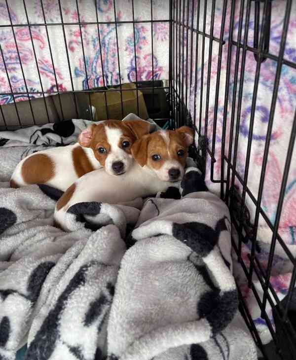 Zdravá štěňata Jack Rusell k adopci. - foto 2