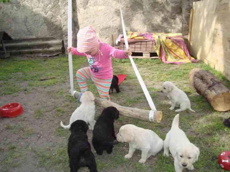 Labradorský Retriever s PP,, - foto 1