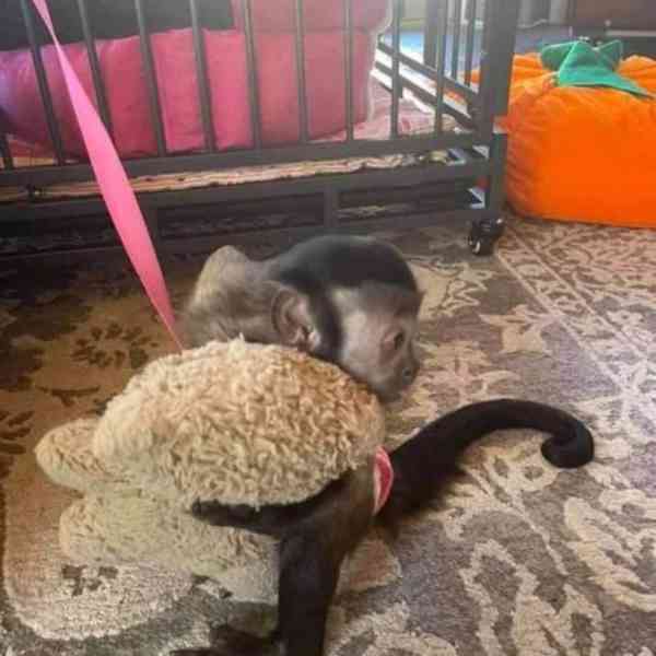 Samice kapucínské opice připravena - foto 1