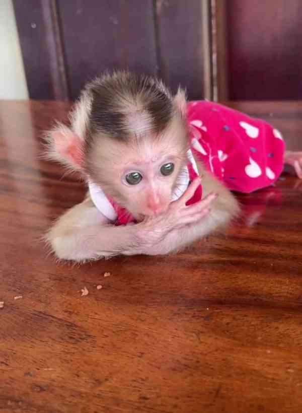 🐒🌟 Vynikající kapucínské opice k adopci