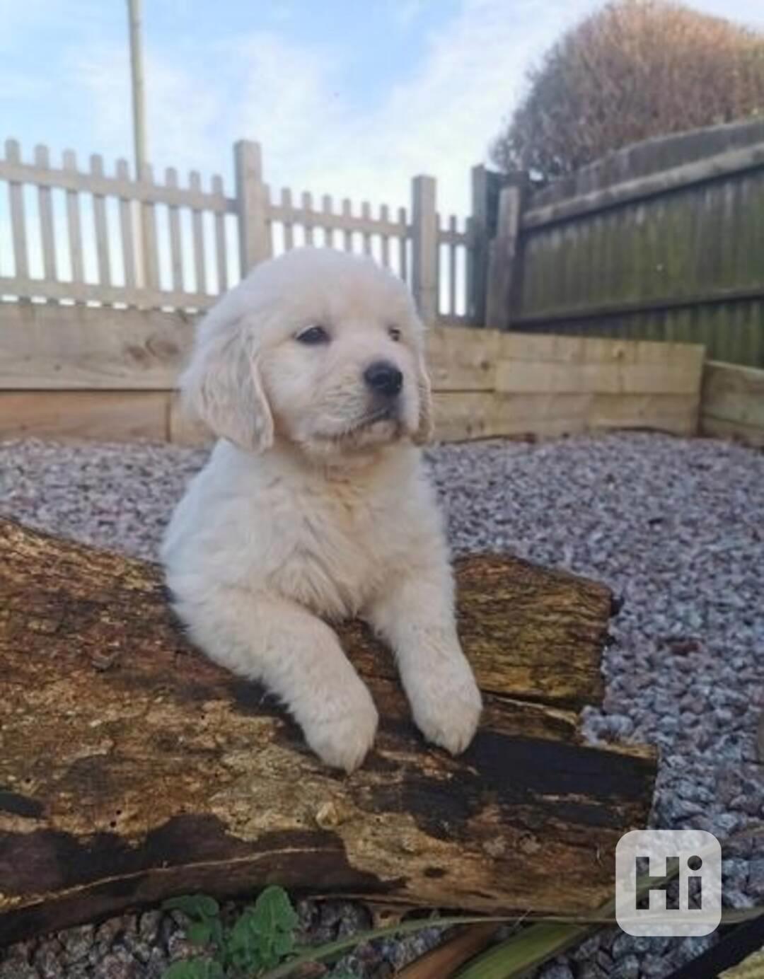 Okouzlující štěňata zlatého retrívra - foto 1