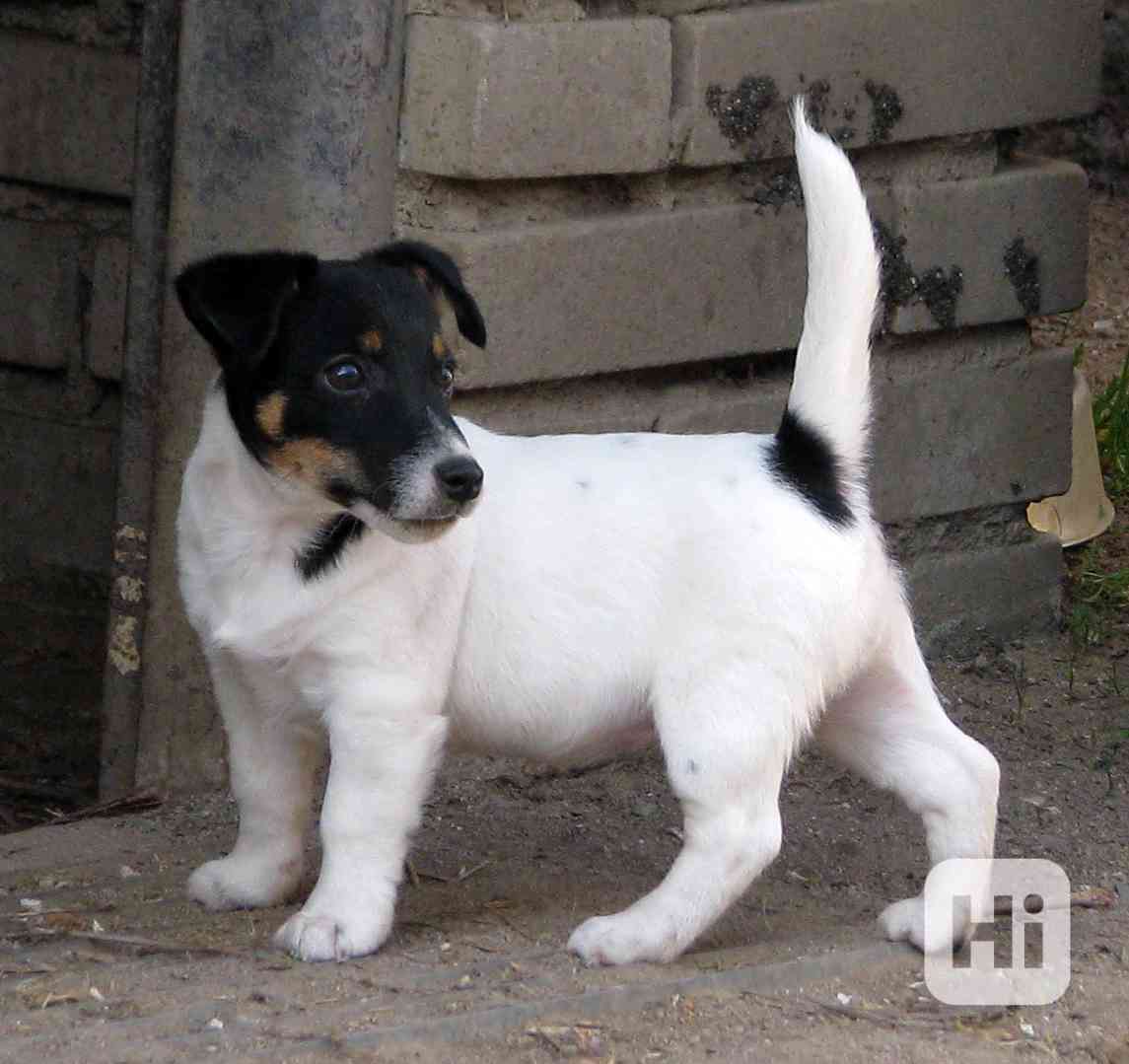Hladkosrstý pejsek-štěně Jack Russell teriéra s PP k odběru - foto 1