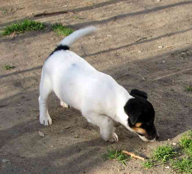 Hladkosrstý pejsek-štěně Jack Russell teriéra s PP k odběru - foto 4