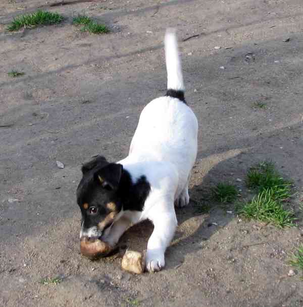 Hladkosrstý pejsek-štěně Jack Russell teriéra s PP k odběru - foto 3