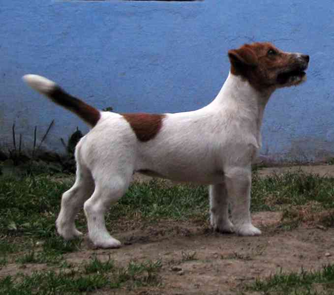 Hladkosrstý pejsek-štěně Jack Russell teriéra s PP k odběru - foto 7