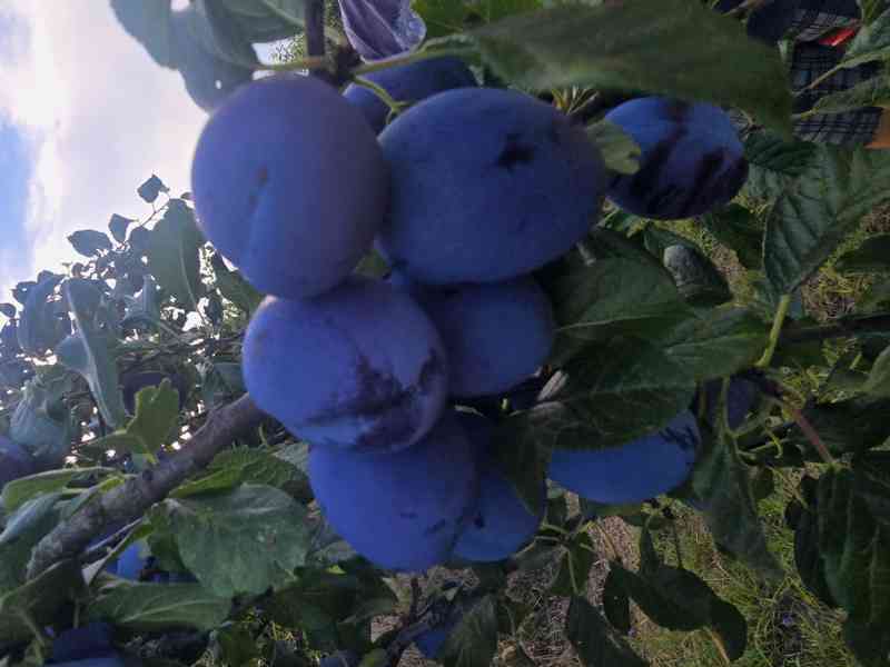 Švestky  - foto 3
